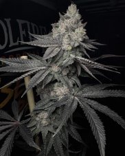 Solfire Gardens Lucid Vision feminisierte Samen