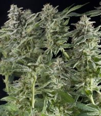 Northern Lights Auto - fem. a autoflowering semienka 6ks Natural Seeds