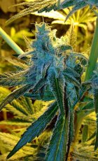 Mr. Nice G13 x Hash Plant - reguläre Samen 10 Stück Sensi Seeds