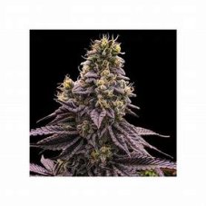Ripper Seeds Zombie Bride feminizované semená