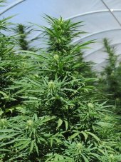 Green Crack - feminizovaná semienka 3ks Humboldt