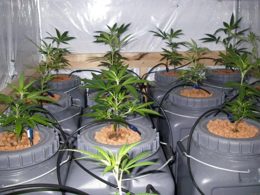 Trainwreck - nasiona feminizowane 5 sztuk Humboldt