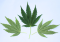 Hemp Leaves: Differences, Mutations, and Uses