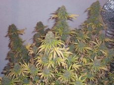 Big Bud - Nasiona 10 sztuk standardowych nasion Sensi Seeds