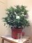 PolarLight  3®- autoflowering semienka 7ks Dutch Passion