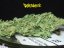 Trainwreck - feminizovaná semínka 3ks Humboldt