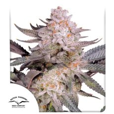 Orange Bud 2.0 - feminizované semená, 3 ks, Dutch Passion