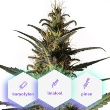 Wellness CBD - feminized seeds 5 pcs Cannapio