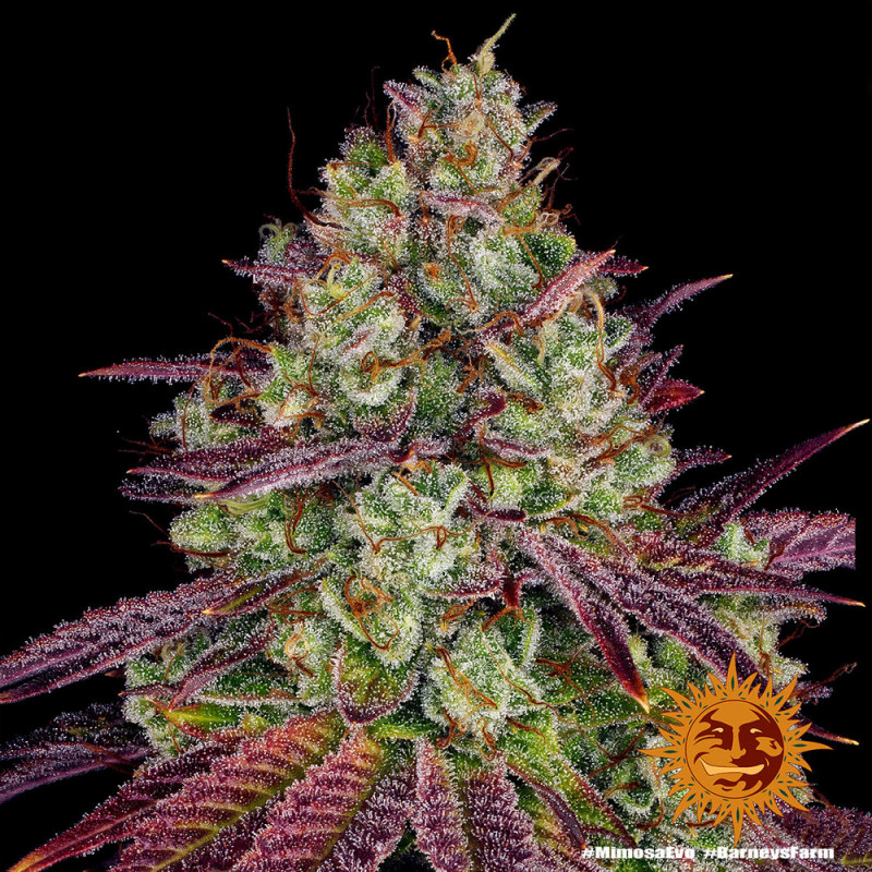 Mimosa EVO - feminized marijuana seeds 3 pcs Barney´s Farm