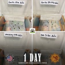 Gorilla Glue Auto - autoflowering semená marihuany 10 ks Barney´s Farm