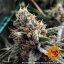 Peyote Critical - feminizowane nasiona marihuany 10 szt Barney's Farm