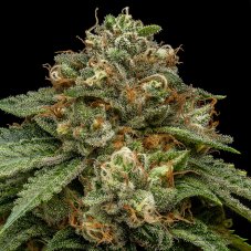 Ripper Seeds Kroma nasiona feminizowane