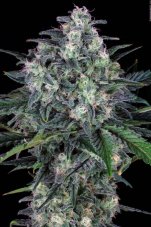 Paradise Seeds Original Cheese feminizovaná semena