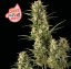 Juicy Zkittlez Auto - automatycznie kwitnące nasiona marihuany, 3 sztuki Seedsman
