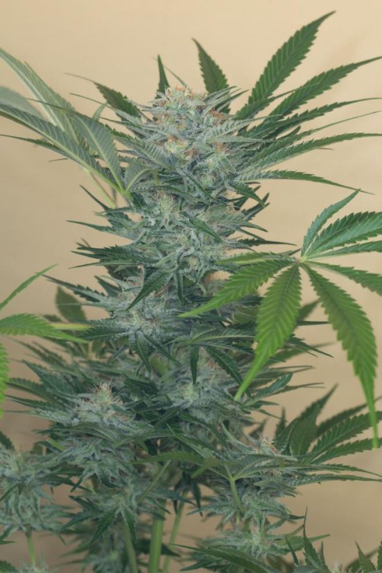 Black D.O.G. - feminizovaná semínka 3ks Humboldt