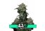 Gorilla Cookies FF - feminized marijuana seeds 10 pcs Fast Buds
