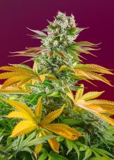 Gorilla Girl F1 FAST - feminized seeds 3 pcs Sweet Seeds