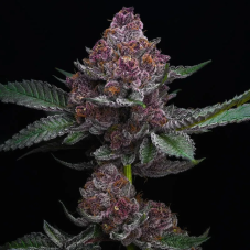 Big Mike's Genetics Cheetah Runtz nasiona feminizowane