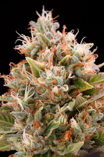 Chemdawg - feminizovaná semienka 5ks Humboldt