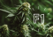 Hemp Seeds: New F1 Hybrid Seeds