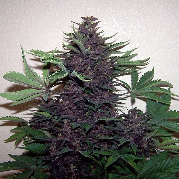 Purple Kush - feminizované a samonakvitacie semienka Buddha Seeds