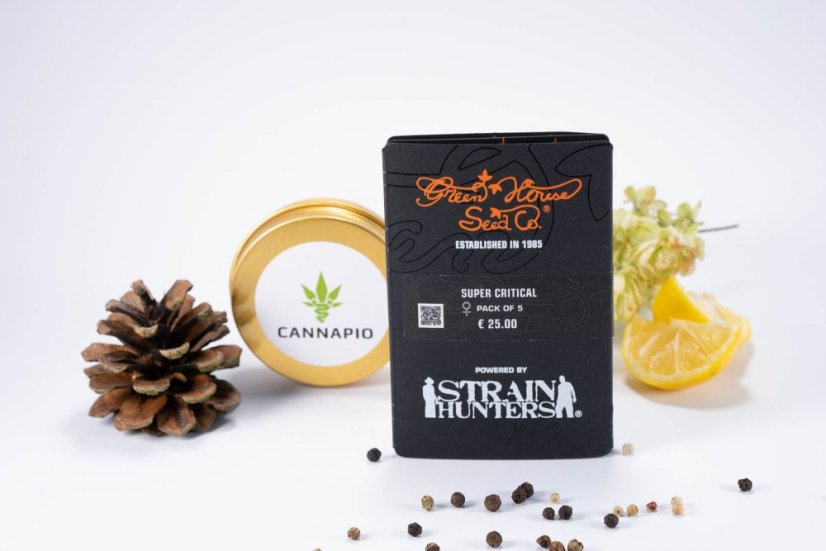 Super Critical - feminisierte Samen 5 Stück Green House Seeds