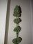 Bubble Kush - Feminized Seeds 10 pcs Royal Queen Seeds