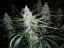 Blackberry Gum samonakvétací semena 5 ks Seedstockers