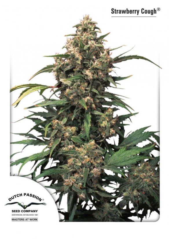 Strawberry Cough - feminizované semená 3 ks, Dutch Passion