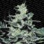 Nebula 3 ks, feminizované semená Paradise Seeds