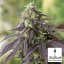 Lemon Kush Headband - feminizovaná semínka 3ks Humboldt