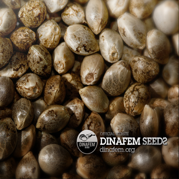 Heilende CBD-Neuheiten von Dinafem