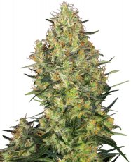 Shiva Skunk 5 ks feminizované semená Sensi Seeds