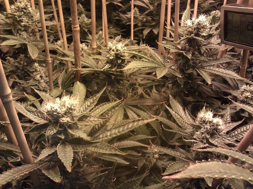 Phatt Fruity – feminizované semienka 5 ks Barney Farms