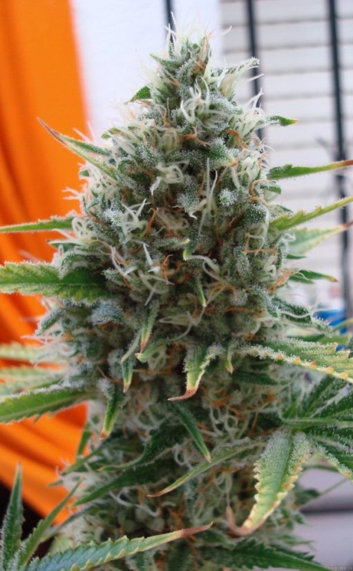 Super Skunk - feminizované semená 10 ks Sensi Seeds