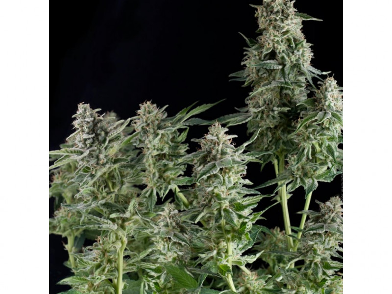 Auto Northern Lights - samonakvétací semena 5 ks Pyramid Seeds