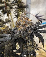Nasiona feminizowane Miracle Fruit Symbiotic Genetics