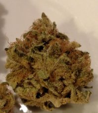 Blue Kush - feminizované semienka 10ks Dinafem