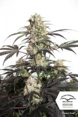 Passion Fruit® - feminizovaná semínka 3 ks Dutch Passion