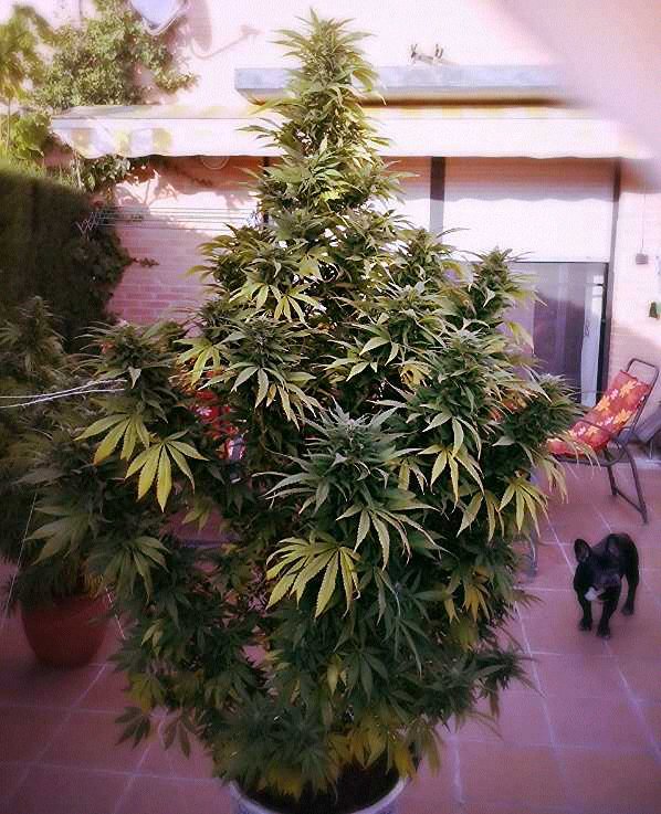 Big Devil XL Auto - feminizovaná a samonakvétací semínka 5ks Sweet Seeds