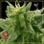 Lemon Skunk 5 ks (Indoor), feminozované Green House Seeds