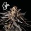 Black Sugar - feminizovaná semena marihuany 5ks, Seedsman
