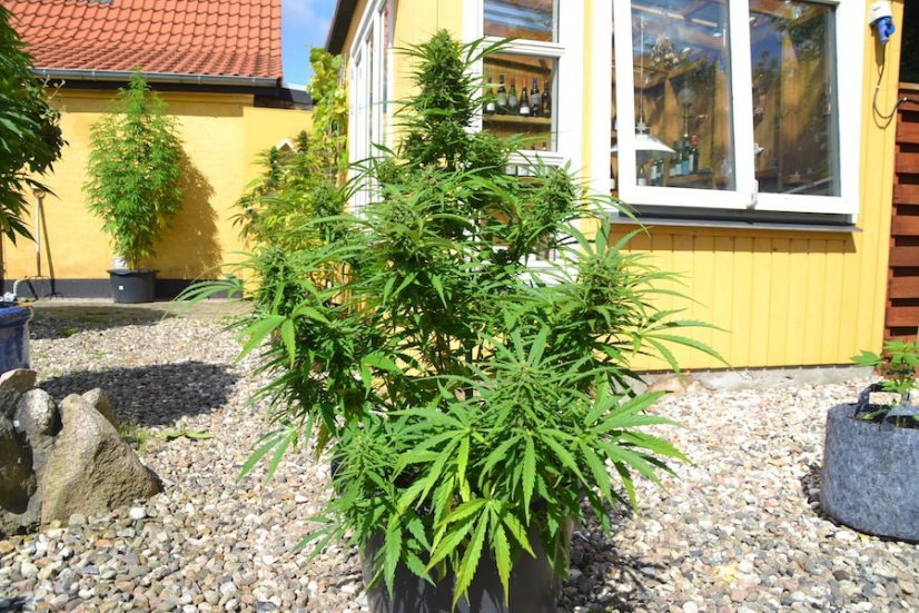 Big Bud samonakvétací semena 3 ks Seedstockers