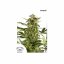 AutoXtreme® - autoflowering Seeds 7 pcs Dutch Passion