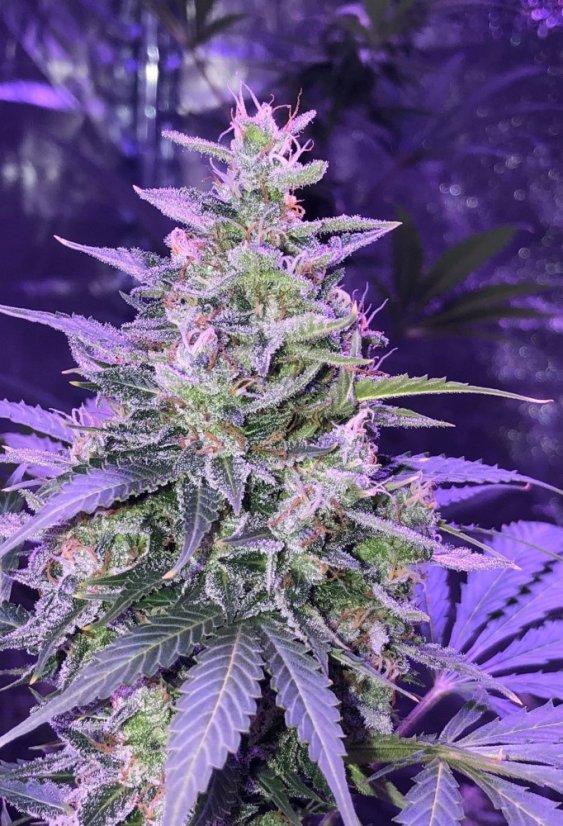 Amnesia samonakvétací semena 5 ks Seedstockers