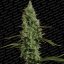 Atomical Haze - feminisierte Samen 3 Stück Paradise Seeds