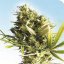Durban 10 ks štandardizované feminizované semená Sensi Seeds