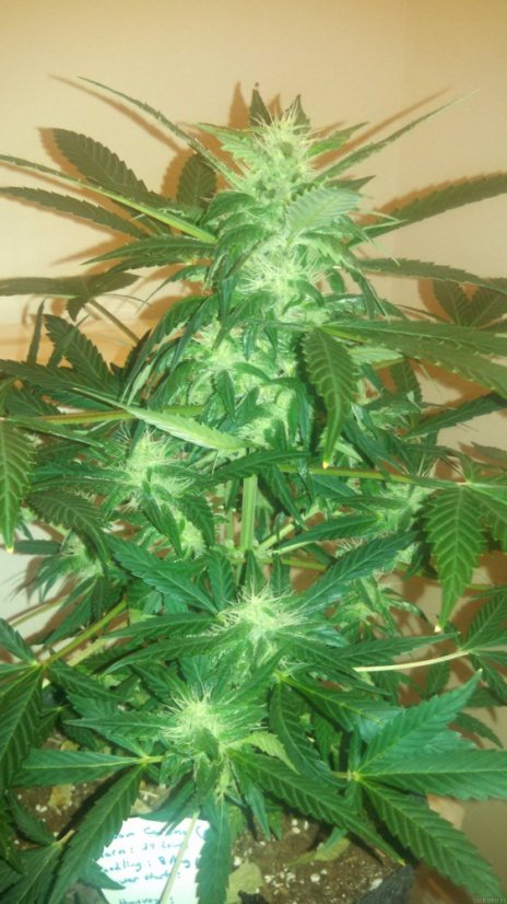 Cream Caramel Auto - autoflowering seeds 5 pcs Sweet Seeds