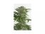 Bubba Kush Auto - fem. a autoflowering semienka 5ks Dinafem