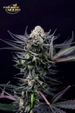 Caramba - nasiona feminizowane 10 sztuk, Paradise Seeds
